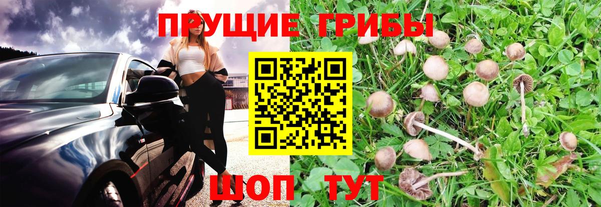 Галлюциногенные грибы Psilocybine cubensis Краснокаменск